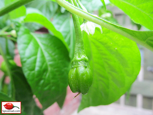 Papa Joe's Scotch Bonnet - 21st July 2022