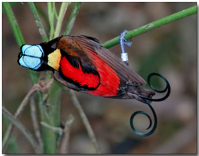 Bird of paradise,Cicinnurus Respublica,Paradisaeidae Family