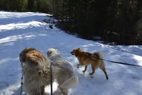 finsk spets leonberger golden retreiver