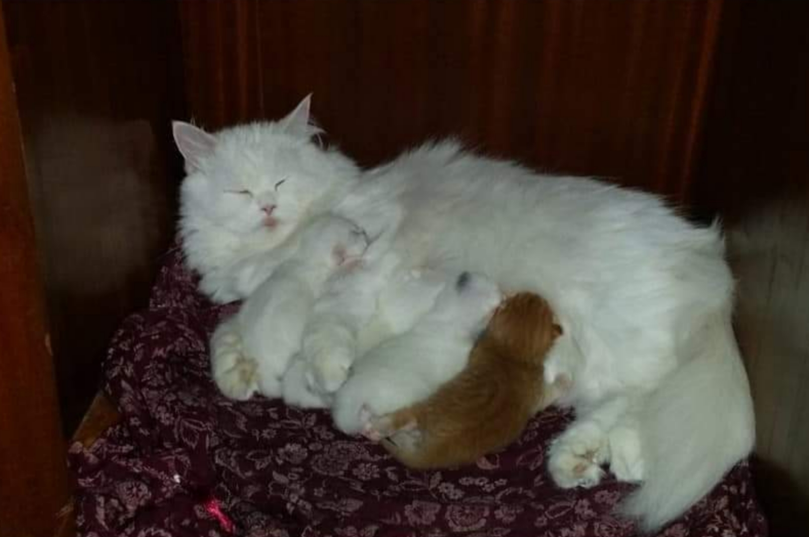 الحمل والولادة عند القطط