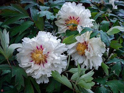 Botan (Paeonia suffruticosa) flowers: Kencho-ji