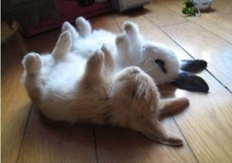 Cute bunnies sleeping like death