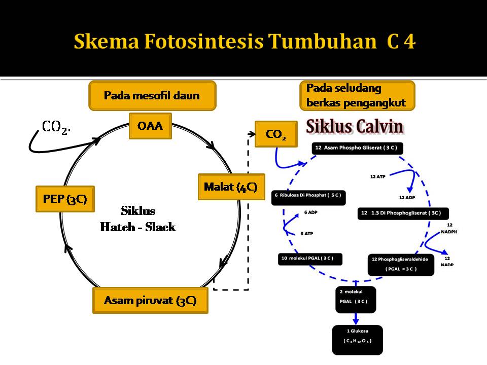 TITI ETIKA: TUMBUHAN C3, C4 DAN CAM