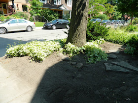 Front garden cleanup Leslieville after Paul Jung Gardening Services