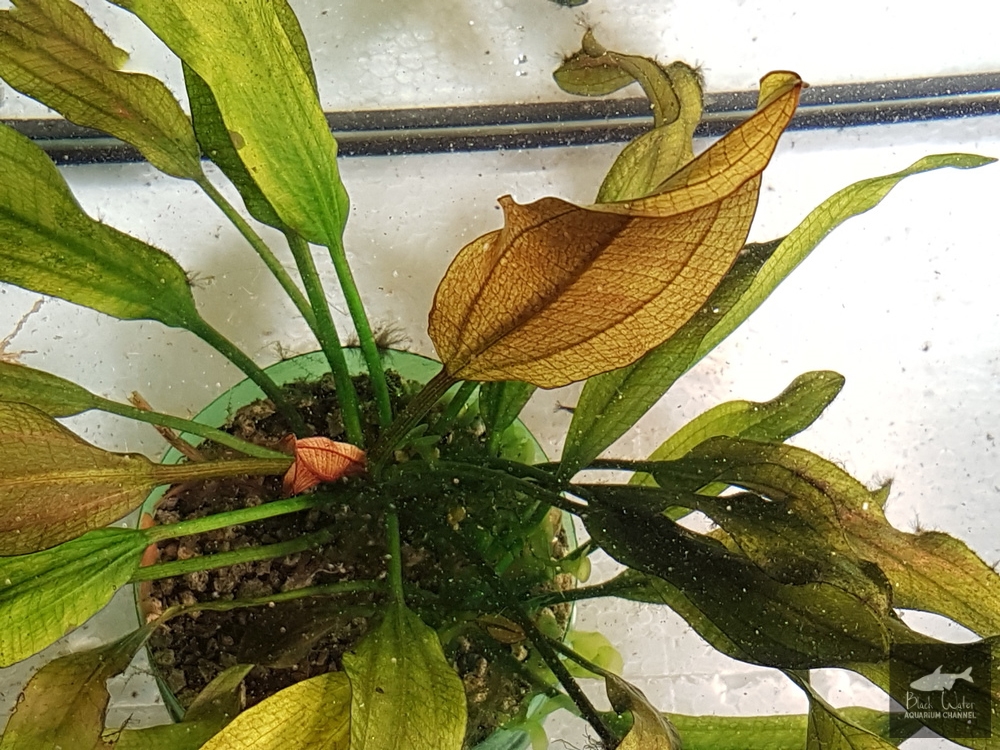 Echinodorus Aflame Sellovianus No. 1