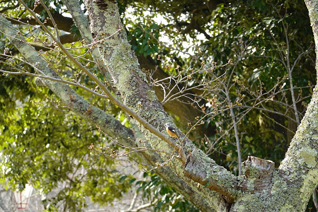 鳥取県米子市西町 湊山公園 ジョウビタキ