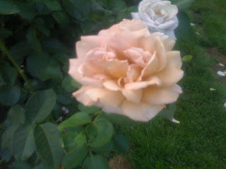 rose frosting
