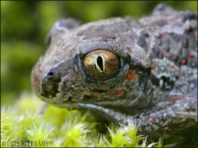 Brūnais varžkrupis (Pelobates fuscus)