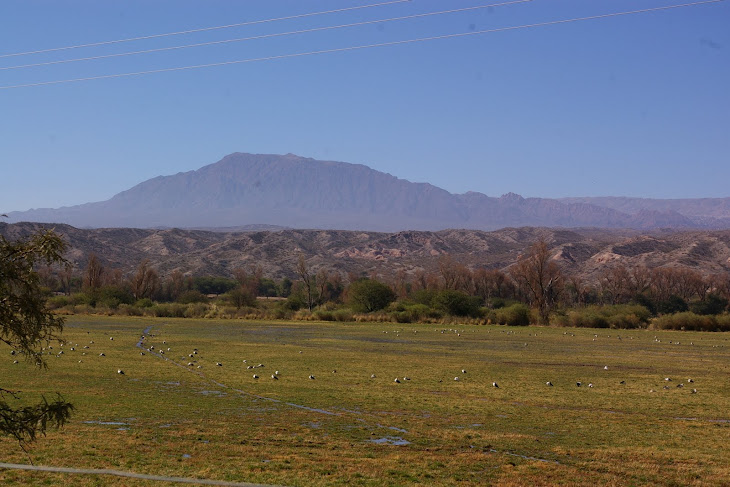 Des oiseaux dans la prairie