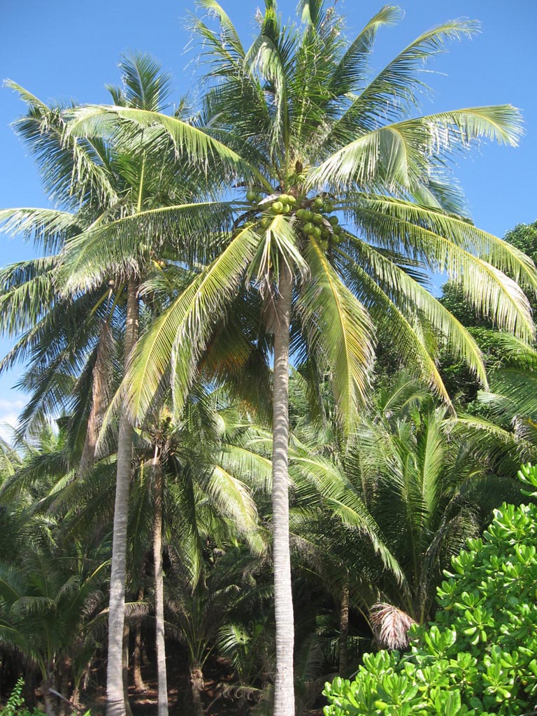 Fina Mardiah Haq MANFAAT POHON KELAPA 