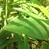 Comfrey for natural dyeing