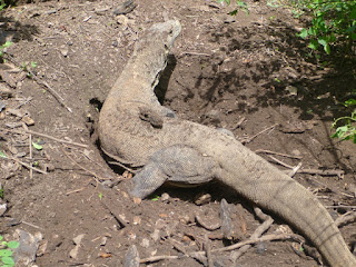 Komodo Dragon Indonesia on Komodo tours