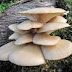 Pleurotus dryinus