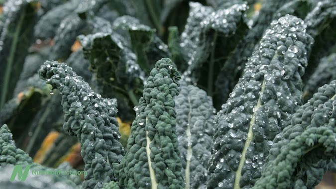 The Benefits of Kale and Cabbage for Cholesterol