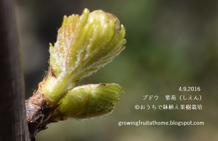 超図解 鉢植えブドウの木の育て方 おいしい鉢植え果樹の栽培育て方 自宅を果樹園に