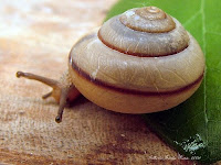 Spiral Snail