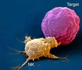 Cells of Immune System Natural killer cells DeepaliTalk BioTechnology