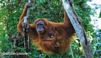 Orangutan Sumatera