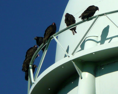 buzzards on water tower