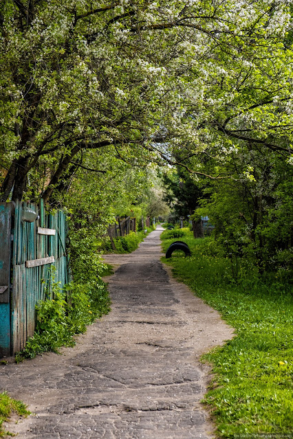 Пешеходная дорожка под цветущими деревьями