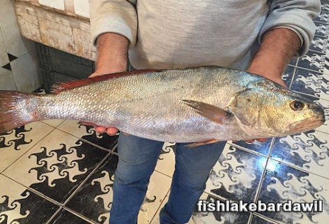 انواع اسماك بحيرة البردويل - سمك اللوت