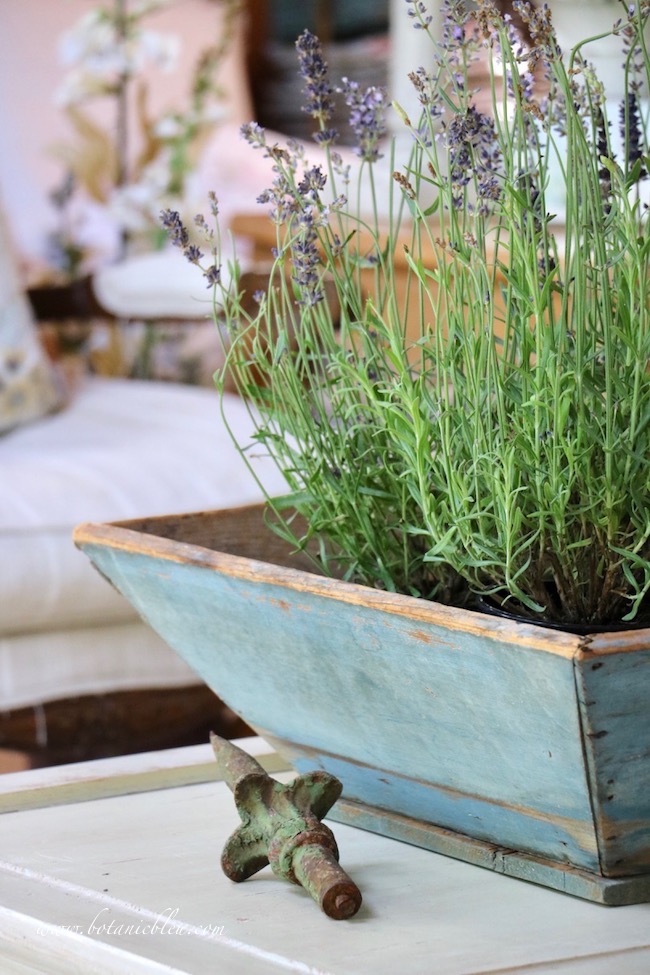 French Lavender in Rustic Blue Box