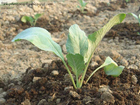 Cauliflower