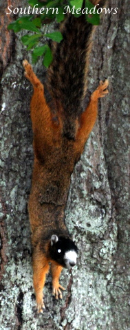 A Masked Face Fox Squirrel