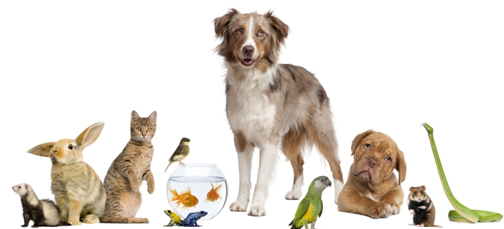 Pets effects on your Zodiac behavior