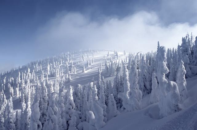 Mountain and Pine Trees Covered with Snow