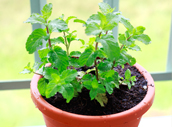 http://finfingarden.blogspot.com/2015/06/thai-mint-plant.html