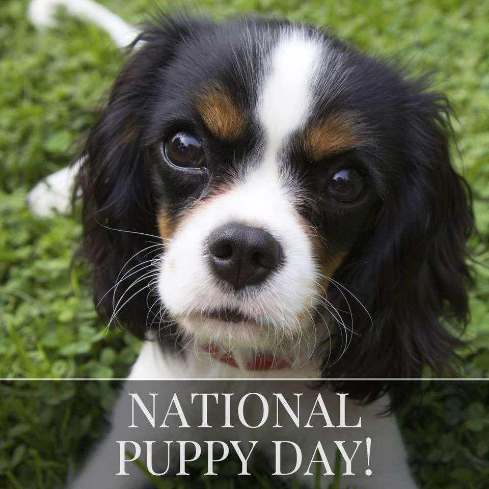 National Puppy Day Wishes Photos
