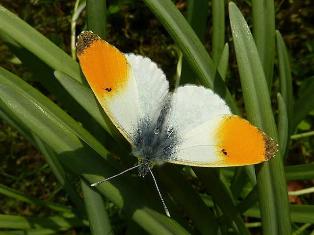 Anthocharis cardamines, Aurorafalter