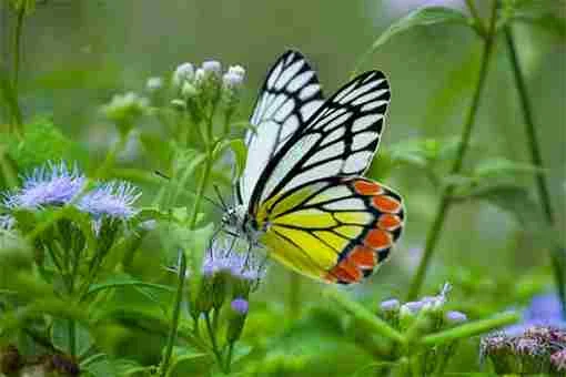 News,National,India,Uttarakhand,Travel,Travel & Tourism,Tourism,Top-Headlines, This state to host butterfly festival in June; Check dates, cost, other details