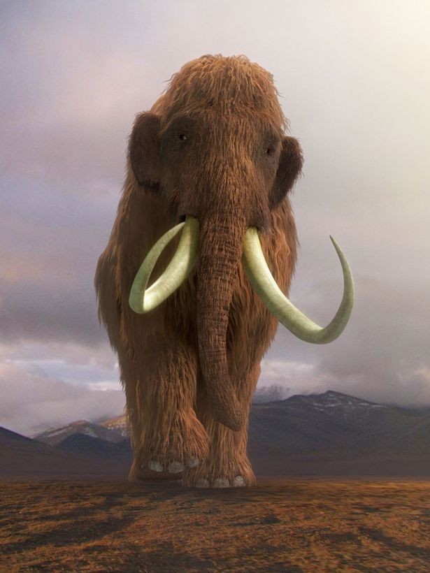 Woolly mammoth the extinct legend