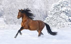 Best Horse HD Free Photos Download.33