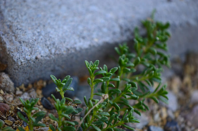 Myoporum parvifolium, prostratum, ground cover, desert, garden, small sunny garden, amy myers, australian plant