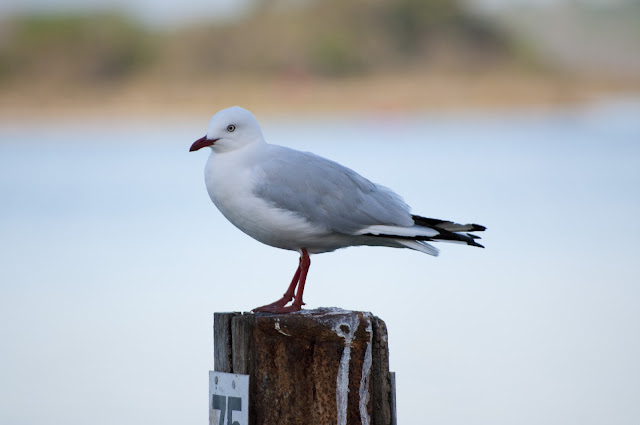 gull wallpaper,gull images;gull photo,gull picture,beautiful gull,cute gull,Pacific Gull, Larus pacificus, Belcher's Gull, Larus belcheri, Olrog's Gull, Larus atlanticus Black-tailed Gull, Larus crassirostris ,Heermann's Gull, Larus heermanni,Common Gull or Mew Gull, Larus canus,Ring-billed Gull, Larus delawarensis,California Gull, Larus californicusGreat Black-backed Gull, Larus marinus,Kelp Gull, Larus dominicanus, (called "Southern Black-backed Gull" or "Karoro" in New Zealand),Cape Gull, Larus dominicanus vetula,Glaucous-winged Gull, Larus glaucescens,Western Gull, Larus occidentalis,Yellow-footed Gull, Larus livens,Glaucous Gull, Larus hyperboreus,Iceland Gull, Larus glaucoides,Kumlien's Gull, Larus glaucoides kumlieni Thayer's Gull, Larus thayeri,European Herring Gull, Larus argentatus,Heuglin's Gull, Larus heuglini,American Herring Gull,Larus smithsonianus,Yellow-legged Gull,Larus michahellis,Caspian Gull, Larus cachinnans,East Siberian Herring Gull, Larus vegae,Armenian Gull,Larus armenicus,Slaty-backed Gull,Larus schistisagus,Lesser Black-backed Gull,Larus fuscus,White-eyed Gull,Ichthyaetus leucophthalmus,Sooty Gull,Ichthyaetus hemprichii,Great Black-headed Gull,Ichthyaetus ichthyaetus,Audouin's Gull, Ichthyaetus audouinii,Mediterranean Gull, Ichthyaetus melanocephalus,Relict Gull, Ichthyaetus relictus,Dolphin Gull, Leucophaeus scoresbii,Laughing Gull, Leucophaeus atricilla,Franklin's Gull, Leucophaeus pipixcan,Lava Gull, Leucophaeus fuliginosus,Gray Gull, Leucophaeus modestus,Silver Gull, Chroicocephalus novaehollandiae,Red-billed Gull, Chroicocephalus scopulinus,Hartlaub's Gull, Chroicocephalus hartlaubii,  Brown-hooded Gull, Chroicocephalus maculipennis,Gray-hooded Gull, Chroicocephalus cirrocephalus,Andean Gull, Chroicocephalus serranus,Black-billed Gull, Chroicocephalus bulleri,Brown-headed Gull, Chroicocephalus brunnicephalus,Black-headed Gull, Chroicocephalus ridibundus,Slender-billed Gull, Chroicocephalus genei,Bonaparte's Gull, Chroicocephalus philadelphia,