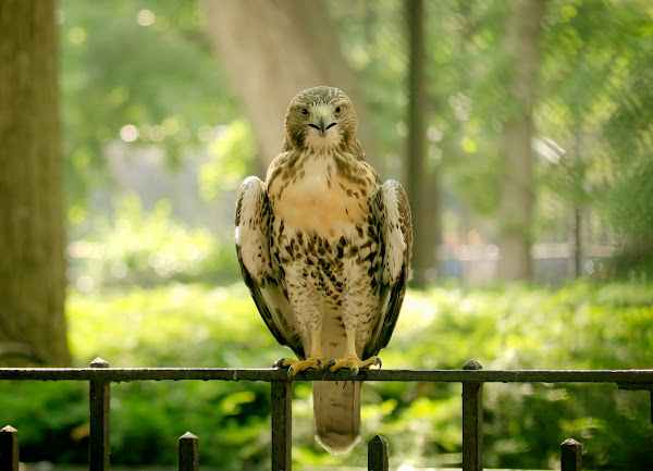 Tompkins Square red-tailed hawk fledgling