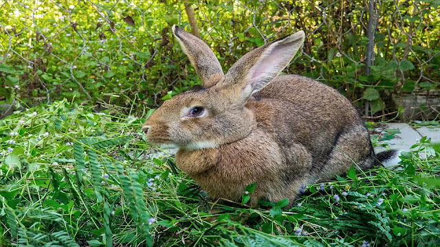 Giant Flemish