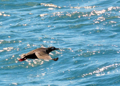 ケイマフリ　≪Spectacled Guillemot≫