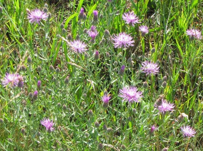 spotted knapweed