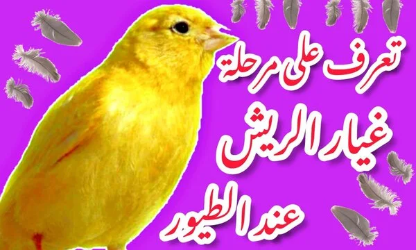 غيار الريش عند الطيور أسبابه و آثاره