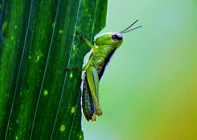 Gafanhoto alimentando-se de folhas verdes no Nepal (foto de Shree Krishna Dhital via Wikimedia Commons)