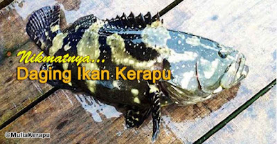 Masak Ikan Kerapu: Enaknya Daging Ikan Kerapu