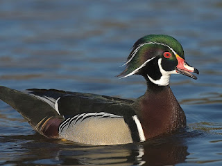 Bebek Lengkap