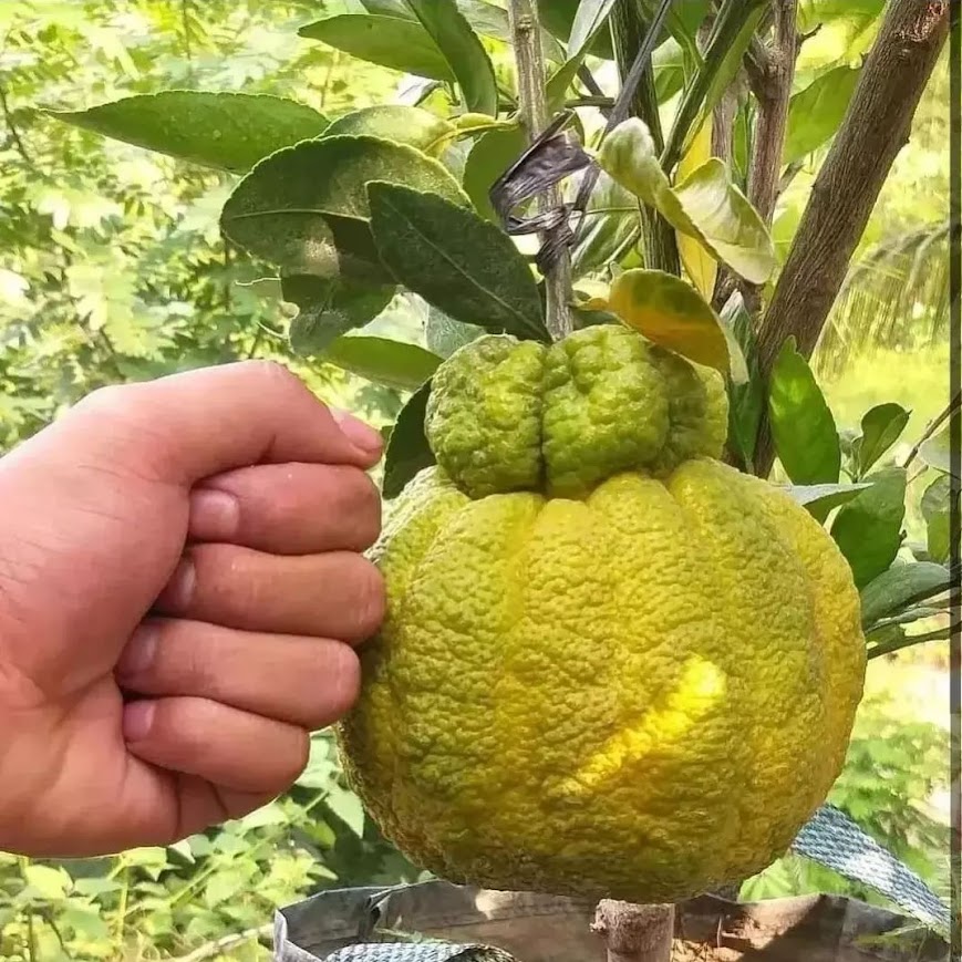 bibit jeruk dekopon okulasi tanaman terlaris Binjai