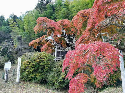 中釜戸のシダレモミジ