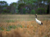 garça