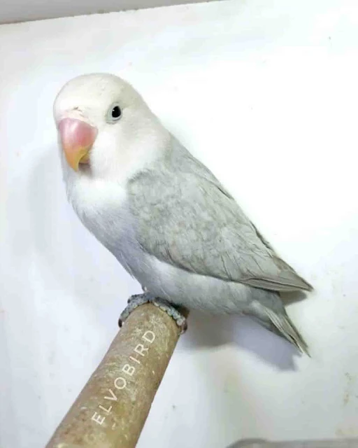 dilute slaty blue Lovebirds Mutations